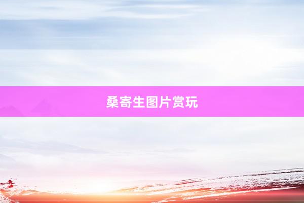 桑寄生图片赏玩